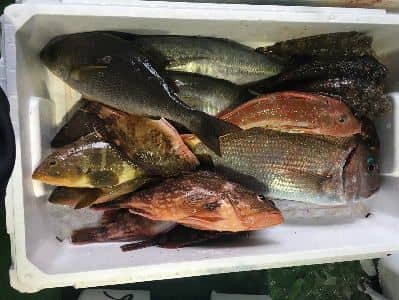 すべておまかせ鮮魚セット例1