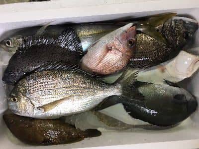 すべておまかせ鮮魚セット例2