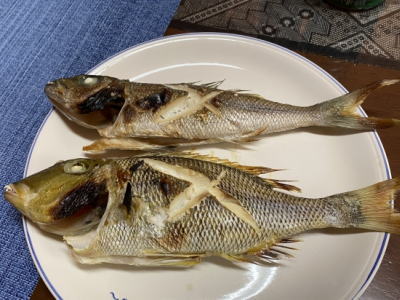 アオチビキの塩焼き