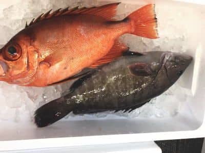 鳥取鮮魚セット例2