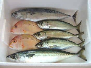 土佐清水鮮魚セット例1