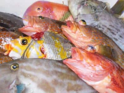 土佐清水鮮魚