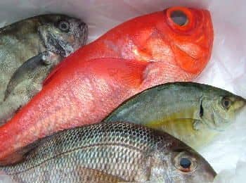 室戸岬の魚の水揚げ情報