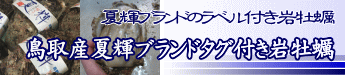 鳥取県産岩ガキ「夏輝」