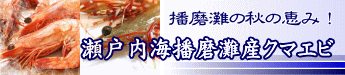 播磨灘産クマエビ