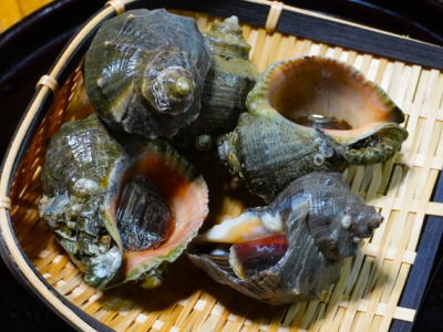 アカニシ3