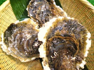 日本海山陰産岩牡蠣