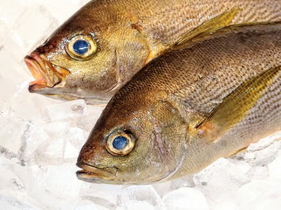 鮮魚：イサキ