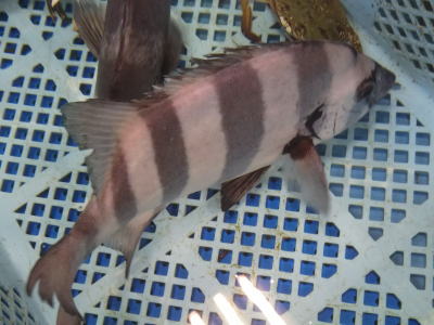 鮮魚：イシダイ