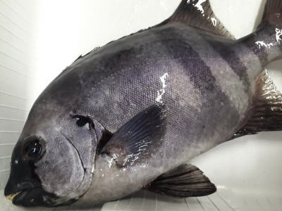 鮮魚：イシダイ