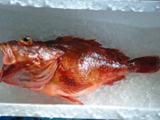 鮮魚：ウッカリカサゴ