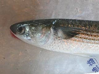 ボラ 鮮魚の産直通販 のん気な魚屋