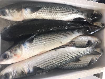 ボラ 鮮魚の産直通販 のん気な魚屋