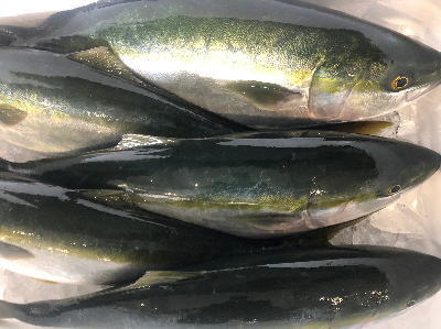 鮮魚：ブリ