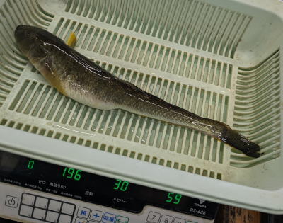 ハゼクチ3