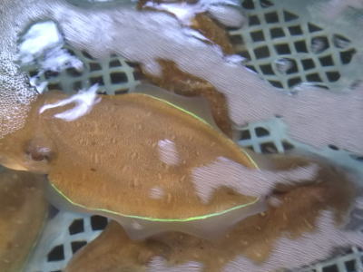 鮮魚：カミナリイカ