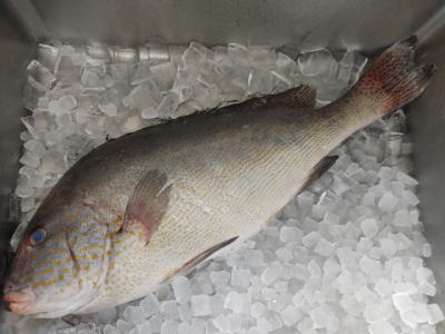 鮮魚：コロダイ