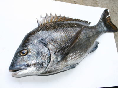 鮮魚：クロダイ