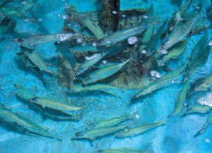 水槽の中の土佐の清水サバ