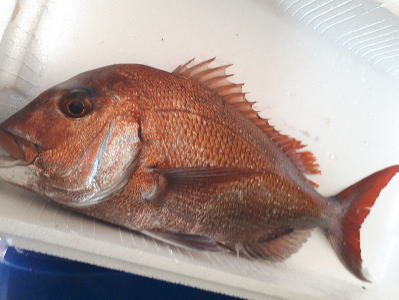 鮮魚：マダイ