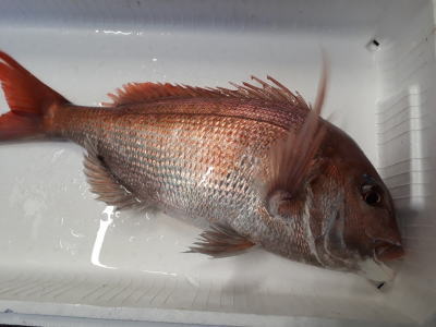 鮮魚：マダイ