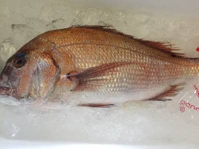鮮魚：マダイ