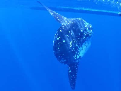 海の中のマンボウ1