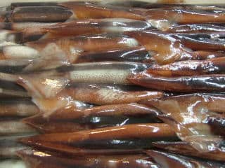 鮮魚：スルメイカ