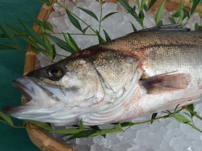 スズキ/鮮魚の産直通販：のん気な魚屋