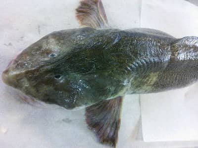 鮮魚：タナカゲンゲ