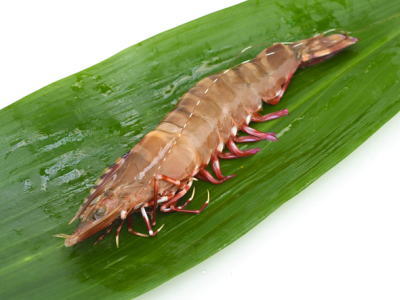 アシアカエビ1