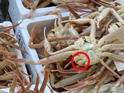 訳あり徳用松葉ガニ