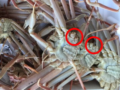 訳あり徳用松葉ガニ足折れ