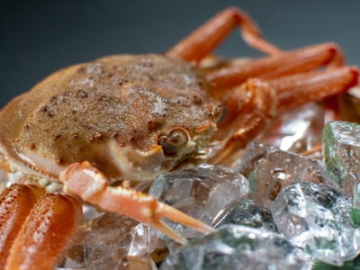 鳥取県産訳ありセコガニ