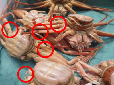 ボイル足折れセコガニ