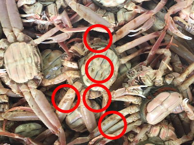 活お徳用セコガニ1